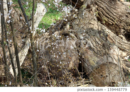 Porcupine hidden among fallen logs and blooming flowers in a forested area, showcasing natural habitat and seasonal flora Porcupine hidden among fallen logs and blooming flowers in a forested area, showcasing natural habitat and seasonal flora 139448779