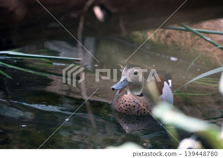 Male duck with distinctive plumage swimming in a pond surrounded by green aquatic plants and natural elements in a tranquil outdoor setting Male duck with distinctive plumage swimming in a pond surrounded by green aquatic plants and natural elements in a tranquil outdoor setting 139448780