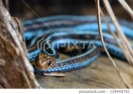 Colorful blue and brown snake coiled among natural foliage, showcasing intricate patterns and textures in a close-up view of its head and body Colorful blue and brown snake coiled among natural foliage, showcasing intricate patterns and textures in a close-up view of its head and body 139448781