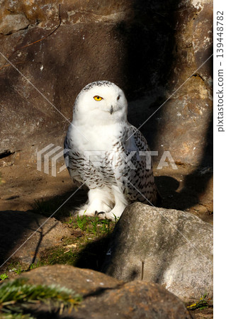 Snowy owl perched on rocky ground with sunlight illuminating its feathers, surrounded by natural elements like grass and stones in a wildlife setting Snowy owl perched on rocky ground with sunlight illuminating its feathers, surrounded by natural elements like grass and stones in a wildlife setting 139448782