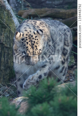 Majestic Snow Leopard in Natural Habitat Wildlife Photography for Conservation Awareness 139448792