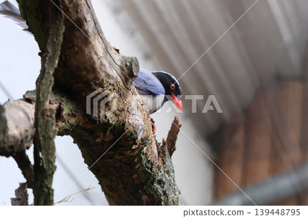 Colorful Magpie Perched on Tree Branch in Natural Habitat Colorful Magpie Perched on Tree Branch in Natural Habitat 139448795
