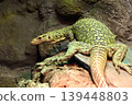 Wildlife Photography of a Monitor Lizard in Natural Habitat 139448803