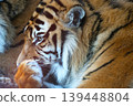 Majestic Tiger Resting - Wildlife Conservation and Nature Photography 139448804