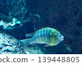 Colorful Tropical Fish in Aquarium: Marine Life Exploration for Nature and Conservation 139448805