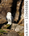 Snowy Owl in Natural Habitat Against Rocky Backdrop - Wildlife Photography 139448806