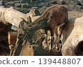 Young Goat Exploring a Woodland Habitat on Fallen Logs in Nature 139448807
