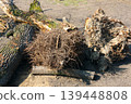 Fallen Tree Roots Exposed: Nature's Raw Power Revealed in Uprooted Trunk 139448808