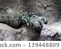 Close-Up of Iguana Resting on Rock in Natural Habitat 139448809