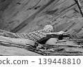 Spotted Lizard on Rocky Terrain in Black and White 139448810