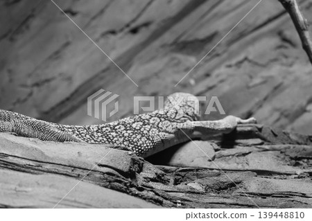 Spotted Lizard on Rocky Terrain in Black and White Spotted Lizard on Rocky Terrain in Black and White 139448810