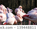 Serene Flamingo Flock in Natural Habitat During Spring 139448811