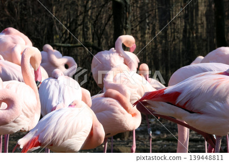 Serene Flamingo Flock in Natural Habitat During Spring Serene Flamingo Flock in Natural Habitat During Spring 139448811