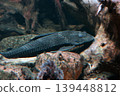 Pleco Fish Resting Among Rocks and Driftwood in Freshwater Aquarium Scene 139448812