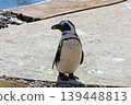 Humboldt Penguin in Natural Habitat - Wildlife Conservation and Education 139448813