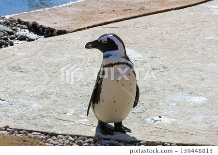 Humboldt Penguin in Natural Habitat - Wildlife Conservation and Education Humboldt Penguin in Natural Habitat - Wildlife Conservation and Education 139448813