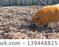 Red River Hog Foraging in Forest Mulch - Rustic Farm and Nature Scene for Wall Art or Educational Content 139448815