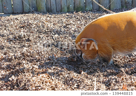 Red River Hog Foraging in Forest Mulch - Rustic Farm and Nature Scene for Wall Art or Educational Content 139448815