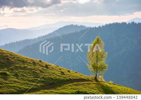 mountainous rural landscape of ukraine in spring. lovely view of valley fields. alpine meadow on a sunny afternoon. carpathian mountains countryside with forest near pasture. earth day background mountainous rural landscape of ukraine in spring. lovely view of valley fields. alpine meadow on a sunny afternoon. carpathian mountains countryside with forest near pasture. earth day background 139448842