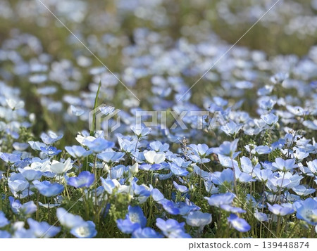 Blue Nemophila Blue Nemophila 139448874
