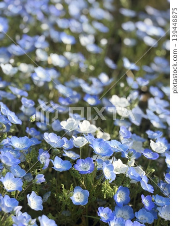 Blue Nemophila Blue Nemophila 139448875