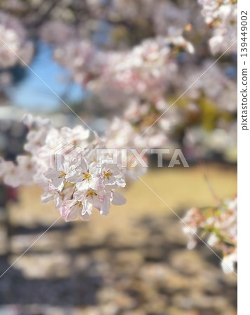 櫻花的風景 櫻花的風景 139449002