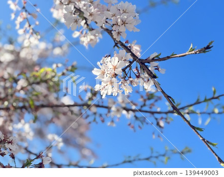 Sakura that shines in the blue sky Sakura that shines in the blue sky 139449003