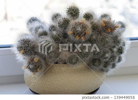 Shot of the blooming powder puff cactus Shot of the blooming powder puff cactus 139449058
