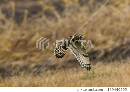 A short-eared owl flying over the riverbed A short-eared owl flying over the riverbed 139449205