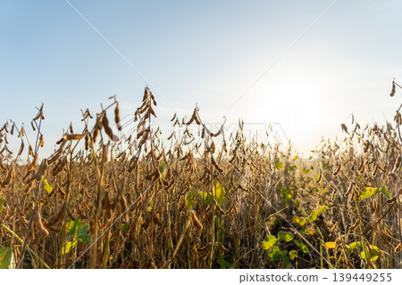 Soybeans stand tall in an agricultural field as the sun sets behind them. The plants show signs of maturity and readiness for harvest Soybeans stand tall in an agricultural field as the sun sets behind them. The plants show signs of maturity and readiness for harvest 139449255