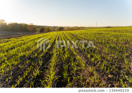 Winter wheat is growing in straight rows on a field during a sunny day in a rural setting with clear skies and distant trees Winter wheat is growing in straight rows on a field during a sunny day in a rural setting with clear skies and distant trees 139449259