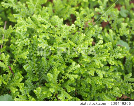 Cushion moss (Selaginella) (Fukaya Green Kingdom / 24-2 Kushibiki, Fukaya City, Saitama Prefecture) 139449266