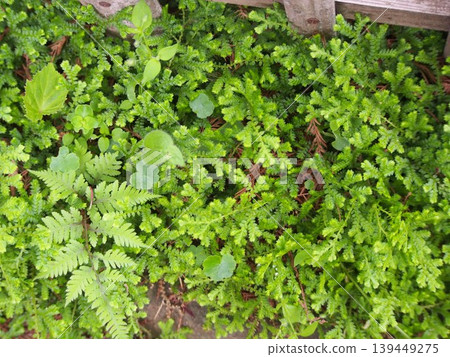 Cushion moss (Selaginella) (Fukaya Green Kingdom / 24-2 Kushibiki, Fukaya City, Saitama Prefecture) 139449275
