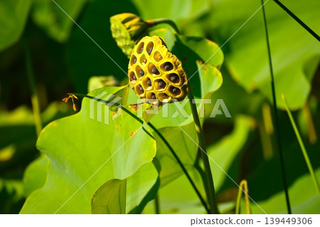After the lotus flower has finished blooming, a beehive-like receptacle appears. After the lotus flower has finished blooming, a beehive-like receptacle appears. 139449306