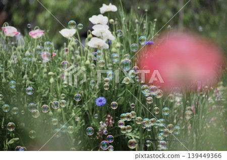 Soap bubbles floating in a flower field 139449366