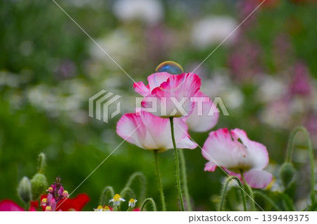 Soap bubbles floating in a flower field Soap bubbles floating in a flower field 139449375