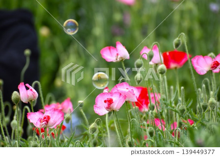 Soap bubbles floating in a flower field 139449377