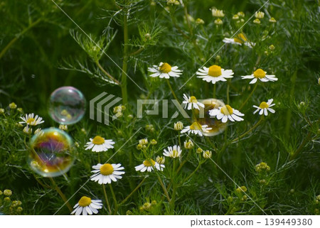 Soap bubbles floating in a flower field Soap bubbles floating in a flower field 139449380