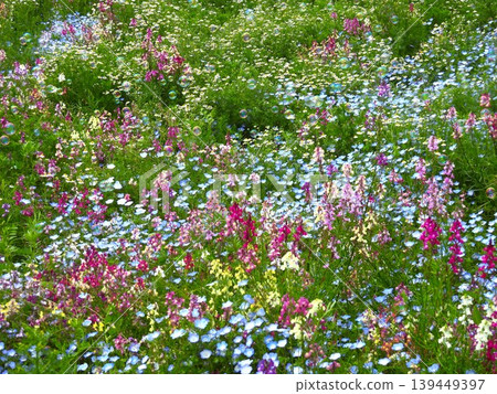 Soap bubbles floating in a flower field Soap bubbles floating in a flower field 139449397