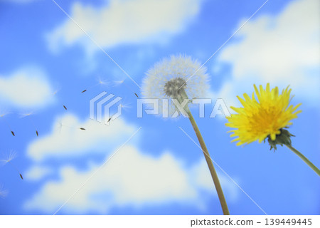 Dandelion fluff dancing in the wind Dandelion fluff dancing in the wind 139449445