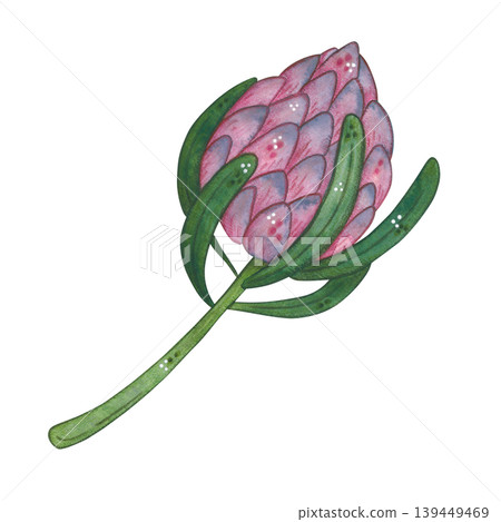 Pink protea with an elegant stem and leaves. Hand-drawn watercolor illustration, cartoon. Plant, nature, card, invitation, vintage, green, pink, burgundy, purple Pink protea with an elegant stem and leaves. Hand-drawn watercolor illustration, cartoon. Plant, nature, card, invitation, vintage, green, pink, burgundy, purple 139449469