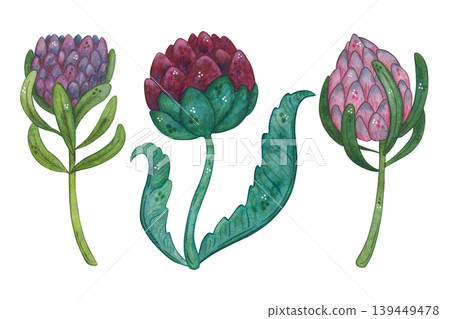 A set of flowers, protea, and artichoke. Hand-drawn watercolor illustration, cartoon. Plant, nature, card, invitation, vintage, green, pink, burgundy 139449478