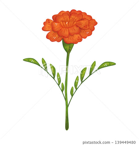 A red marigold flower on a stem with leaves. Hand-drawn watercolor illustration in a cartoon. Design for invitations, posters, cards, or prints. Indian, holiday, plant A red marigold flower on a stem with leaves. Hand-drawn watercolor illustration in a cartoon. Design for invitations, posters, cards, or prints. Indian, holiday, plant 139449480
