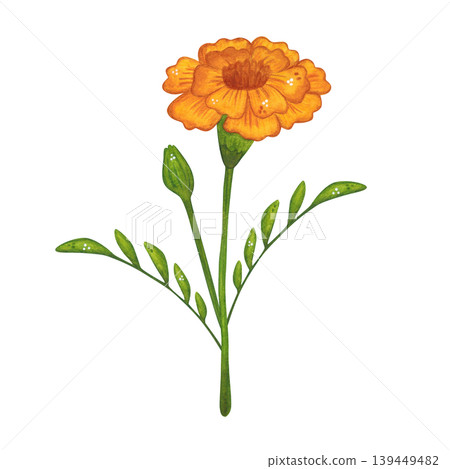 A yellow marigold flower on a stem with leaves. Hand-drawn watercolor illustration in a cartoon. Design for invitations, posters, cards, or prints. India, holiday, plant A yellow marigold flower on a stem with leaves. Hand-drawn watercolor illustration in a cartoon. Design for invitations, posters, cards, or prints. India, holiday, plant 139449482