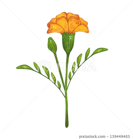 A yellow marigold flower bud on a stem with leaves. Hand-drawn watercolor illustration in a cartoon. Design for invitations, posters, cards, or prints. India, holiday, plant A yellow marigold flower bud on a stem with leaves. Hand-drawn watercolor illustration in a cartoon. Design for invitations, posters, cards, or prints. India, holiday, plant 139449483