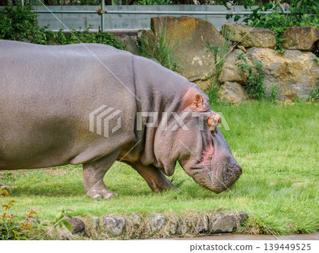 A hippo walking on the grass A hippo walking on the grass 139449525