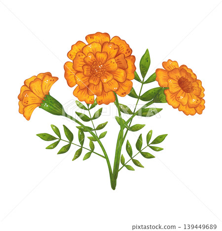 An arrangement of orange marigold flowers and leaves. Hand-drawn watercolor illustration, cartoon. Suitable for invitations, posters, cards, or prints. Summer, plants, flowers An arrangement of orange marigold flowers and leaves. Hand-drawn watercolor illustration, cartoon. Suitable for invitations, posters, cards, or prints. Summer, plants, flowers 139449689