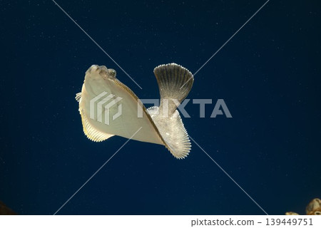 Flounder, stone flounder, saltwater fish, swimming flounder 139449751
