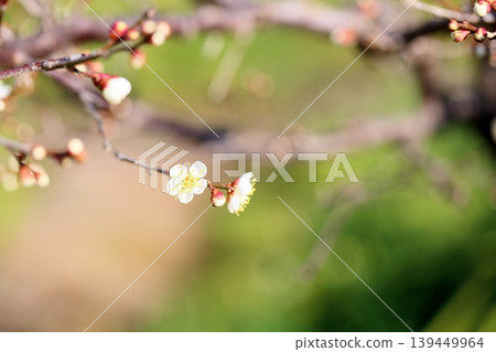 可愛的梅花,白色的梅花 可愛的梅花,白色的梅花 139449964