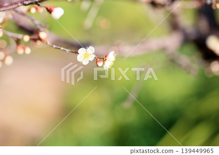 可愛的梅花,白色的梅花 可愛的梅花,白色的梅花 139449965